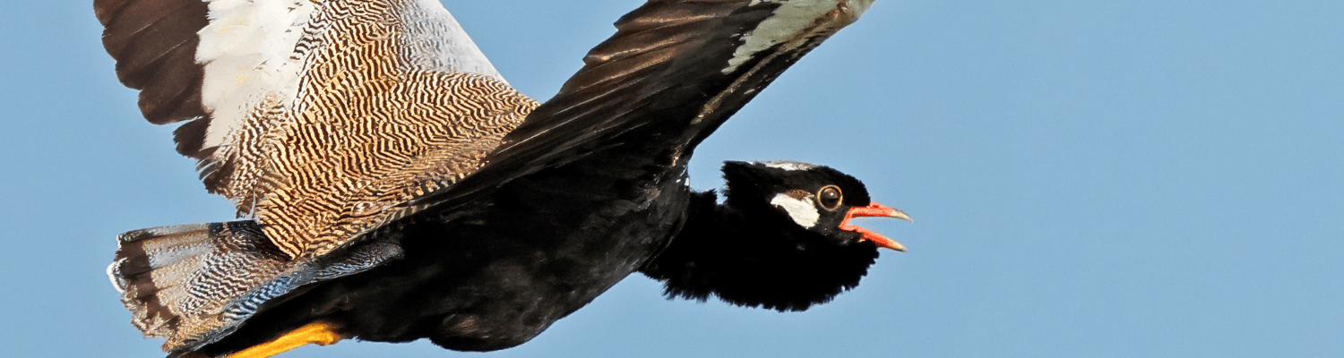 Northern Black Korhaan