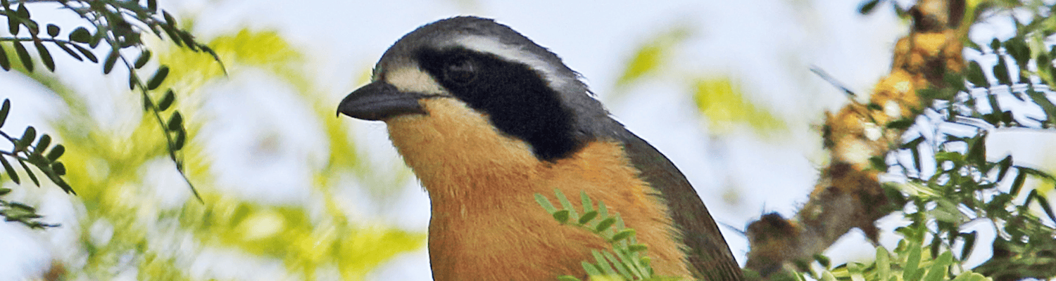 Olive Bushshrike
