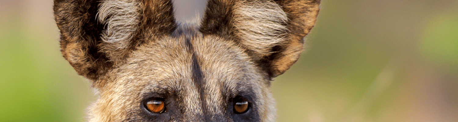 Conservation Activities