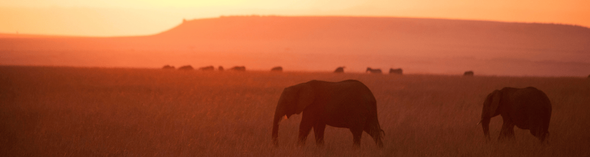 Elephant at sunset
