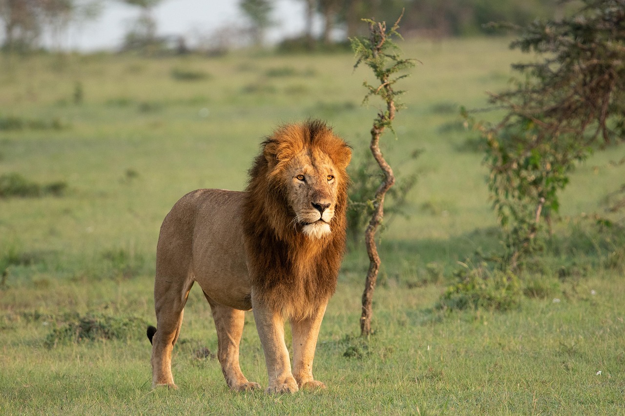 Simakade Field Guide